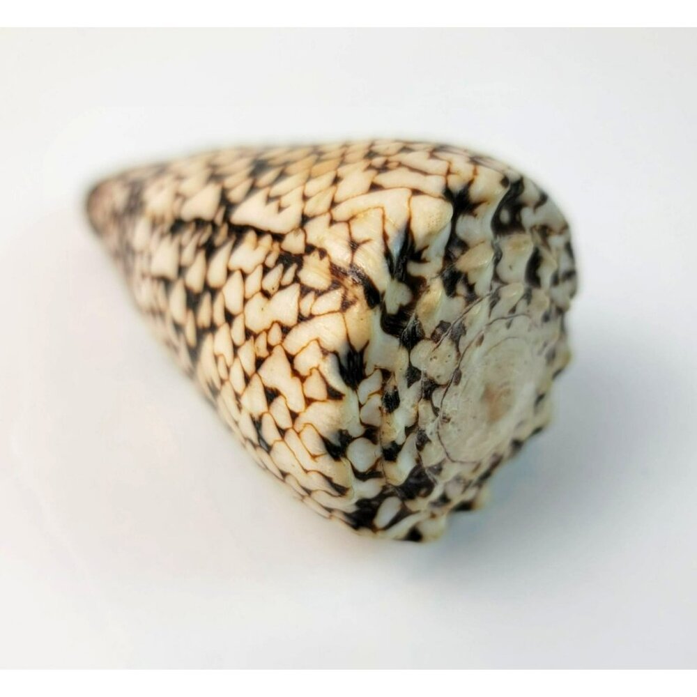 Large Conus Marmoreus Seashell Brown and White Ocean Decor JH1358 - Picture 7 of 10